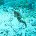 Un hippocampe brun accroché sur un fond de sable et de débris de corail, dans une eau turquoise