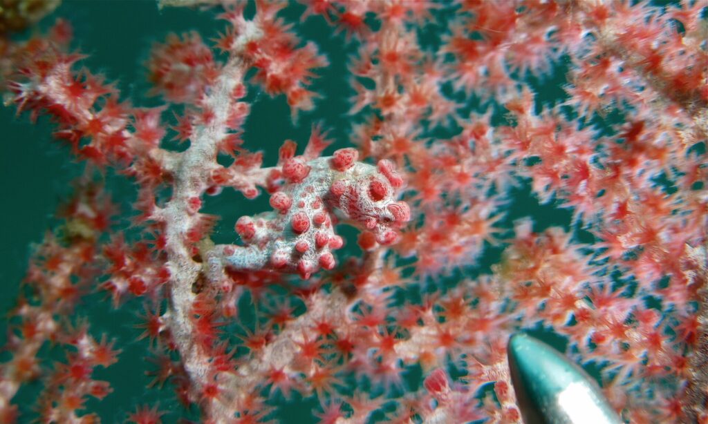 Un hippocampe pygmée blanc grisâtre couvert de tubercules rose-rouge, la queue enroulée sur une branche de gorgone aux polypes rouges dont il imite les couleurs, la pointe métallique d'une baguette en bas à droite.