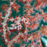 Un hippocampe pygmée blanc grisâtre couvert de tubercules rose-rouge, la queue enroulée sur une branche de gorgone aux polypes rouges dont il imite les couleurs, la pointe métallique d'une baguette en bas à droite.