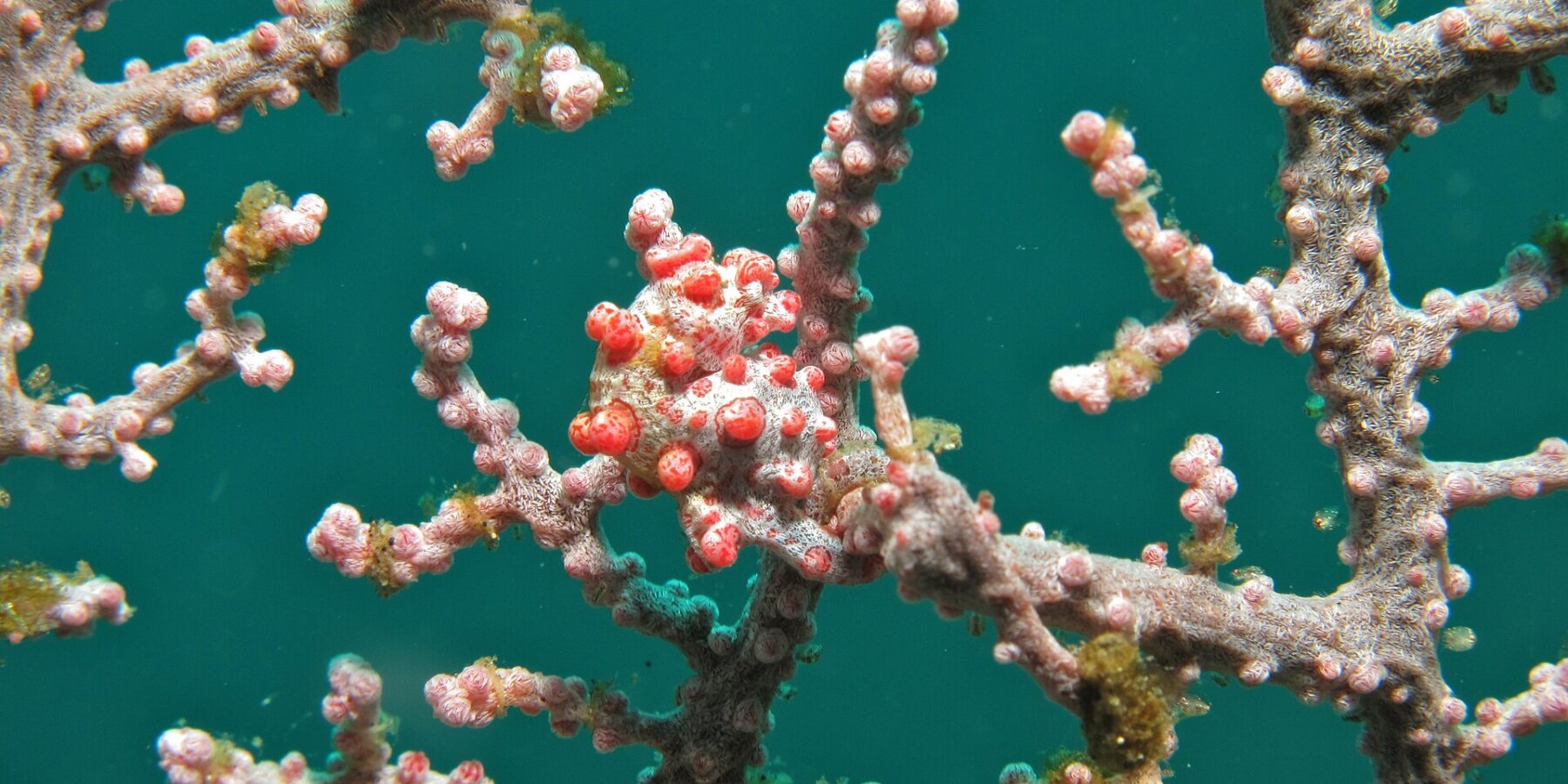 Un hippocampe pygmée enroulé sur une branche de gorgone rose, le corps blanc couvert de tubercules rouge vif assortis aux polypes, sur fond d'eau vert émeraude.