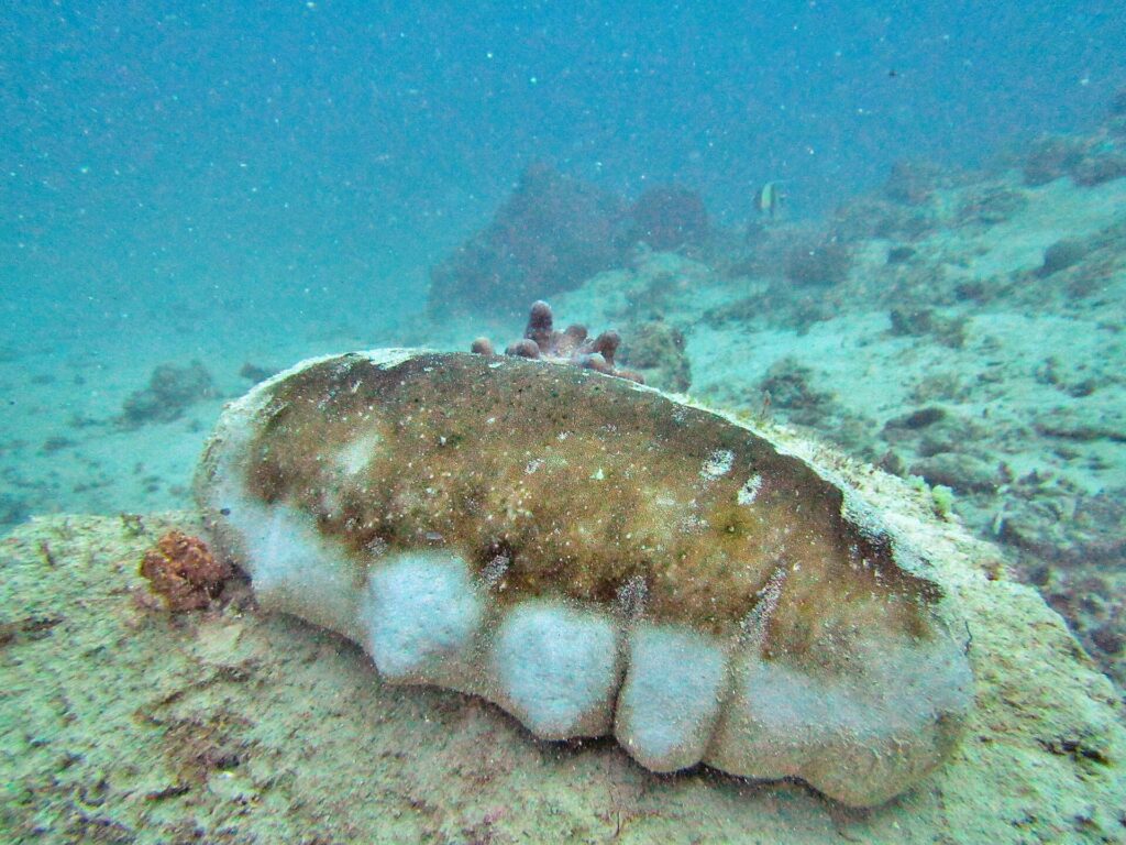 Une grosse holothurie à mamelles, le dos brun et les flancs blancs bosselés, posée sur un fond de sable et de coraux, dans une eau turquoise un peu trouble