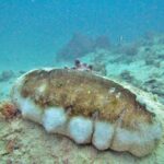 Une grosse holothurie à mamelles, le dos brun et les flancs blancs bosselés, posée sur un fond de sable et de coraux, dans une eau turquoise un peu trouble