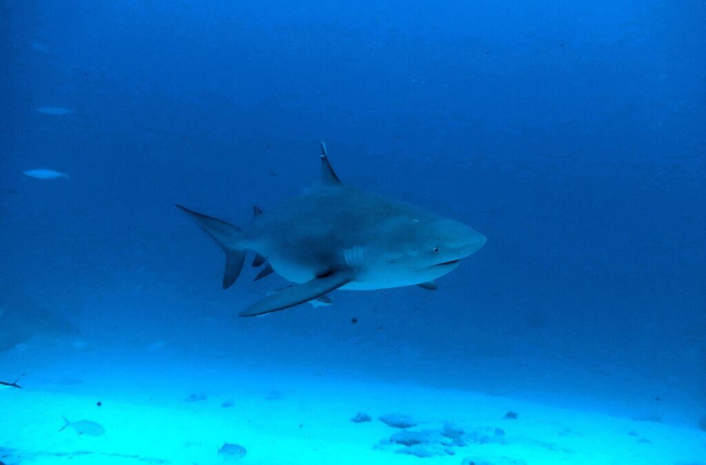 Un requin-bouledogue vu de trois quarts avant, corps massif et museau court, dans une eau bleu sombre au-dessus du sable, des petits poissons autour