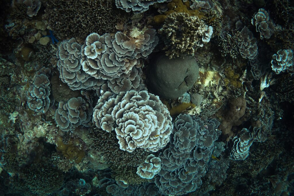 Vue plongeante sur un massif serré de coraux en rosettes aux bords clairs, autour d'une boule de corail massif gris-vert, avec des coraux branchus et une étoile de mer bleue en haut à gauche.