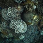Vue plongeante sur un massif serré de coraux en rosettes aux bords clairs, autour d'une boule de corail massif gris-vert, avec des coraux branchus et une étoile de mer bleue en haut à gauche.