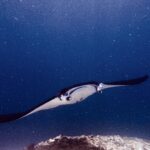 Une raie manta, les lobes céphaliques déployés et la bouche ouverte, avance vers l'objectif au-dessus d'un récif, dans une eau verte chargée de plancton, à Manta Point