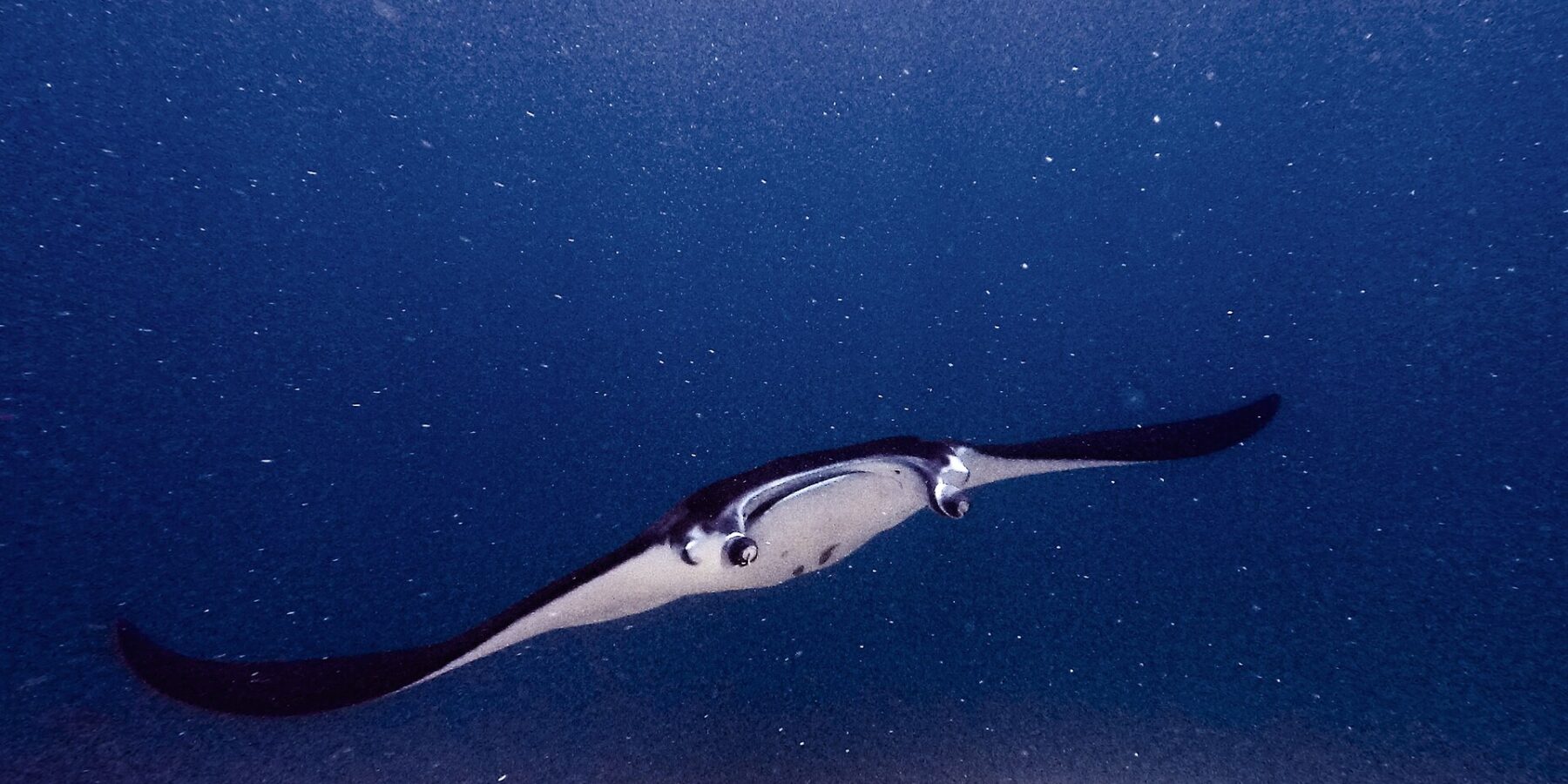 Une raie manta, les lobes céphaliques déployés et la bouche ouverte, avance vers l'objectif au-dessus d'un récif, dans une eau verte chargée de plancton, à Manta Point