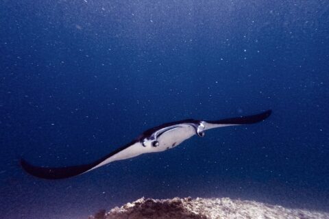 Une raie manta, les lobes céphaliques déployés et la bouche ouverte, avance vers l'objectif au-dessus d'un récif, dans une eau verte chargée de plancton, à Manta Point