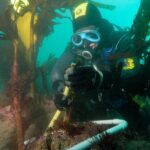 Un plongeur en cagoule jaune et noire et masque bleu mesure à la règle le stipe d'une laminaire, dans un cadre en tube blanc posé sur une roche couverte d'algues roses, au milieu d'une forêt de grandes laminaires dans une eau verte.