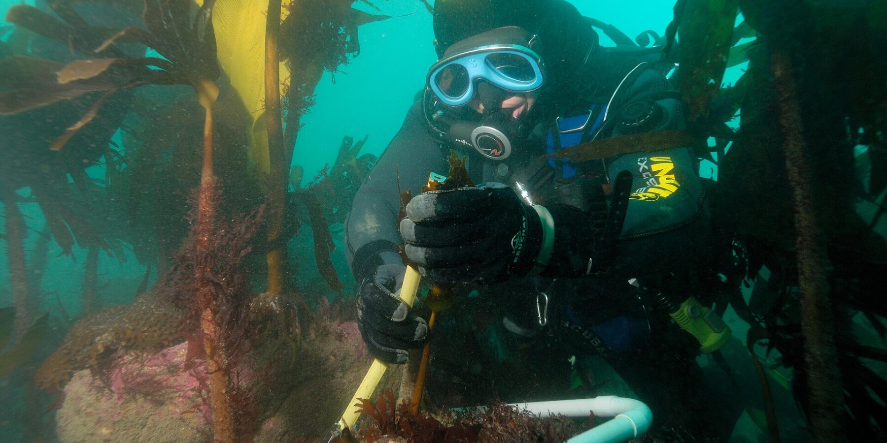 Un plongeur en cagoule jaune et noire et masque bleu mesure à la règle le stipe d'une laminaire, dans un cadre en tube blanc posé sur une roche couverte d'algues roses, au milieu d'une forêt de grandes laminaires dans une eau verte.