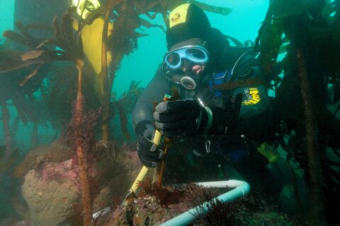 Un plongeur en cagoule jaune et noire et masque bleu mesure à la règle le stipe d'une laminaire, dans un cadre en tube blanc posé sur une roche couverte d'algues roses, au milieu d'une forêt de grandes laminaires dans une eau verte.