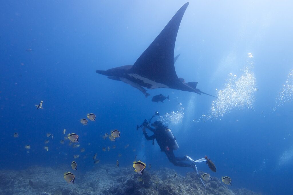 Une manta océanique noire vue de dessous passe au-dessus d'un photographe sous-marin, entourée de poissons-papillons jaunes et noirs au-dessus du récif