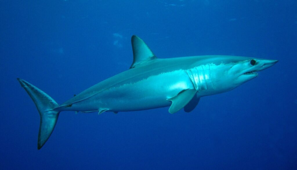 Un requin mako de profil tourné vers la droite, dos bleu métallique et flanc argenté éclairé, museau pointu, gros œil noir et dents visibles, dans un bleu profond