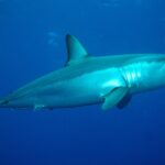 Un requin mako de profil tourné vers la droite, dos bleu métallique et flanc argenté éclairé, museau pointu, gros œil noir et dents visibles, dans un bleu profond