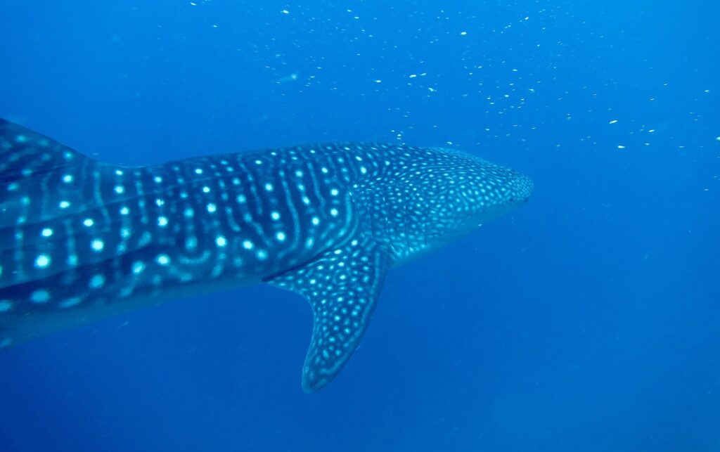 Un requin-baleine vu de trois quarts arrière, dos rayé et tacheté de blanc, nageant dans un bleu profond parsemé de plancton