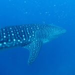 Un requin-baleine vu de trois quarts arrière, dos rayé et tacheté de blanc, nageant dans un bleu profond parsemé de plancton