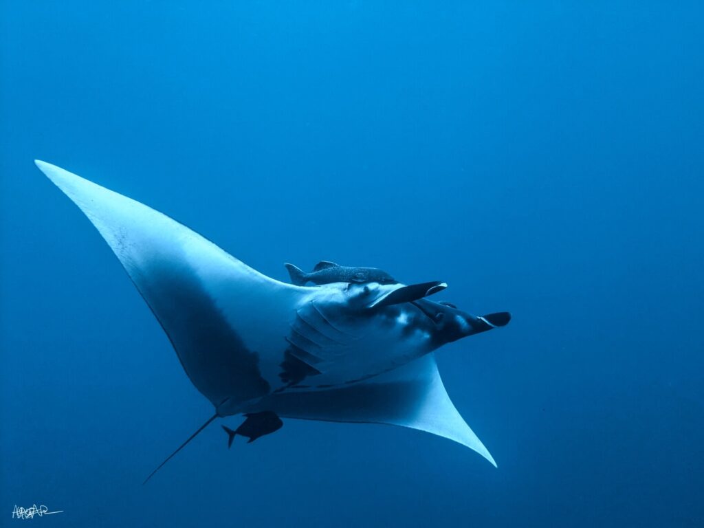 Une manta océanique vue de dessous et de côté dans le bleu, le ventre blanc, les nageoires céphaliques déroulées, un rémora au-dessus de la tête et un petit poisson sombre sous la queue