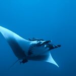 Une manta océanique vue de dessous et de côté dans le bleu, le ventre blanc, les nageoires céphaliques déroulées, un rémora au-dessus de la tête et un petit poisson sombre sous la queue
