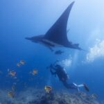 Une manta océanique noire, vue de dessous et inclinée sur une aile, passe au-dessus d'un photographe sous-marin, un banc de poissons-papillons barbiers jaunes et noirs près du fond rocheux et des bulles à droite.
