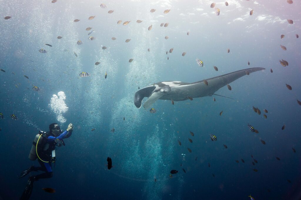 Une manta océanique grise aux épaules blanches, lobes céphaliques déroulés, avance vers un plongeur qui la photographie à gauche, au milieu d'un nuage de sergents-majors rayés et de petits poissons bruns sous une surface lumineuse.