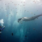 Une manta océanique grise aux épaules blanches, lobes céphaliques déroulés, avance vers un plongeur qui la photographie à gauche, au milieu d'un nuage de sergents-majors rayés et de petits poissons bruns sous une surface lumineuse.