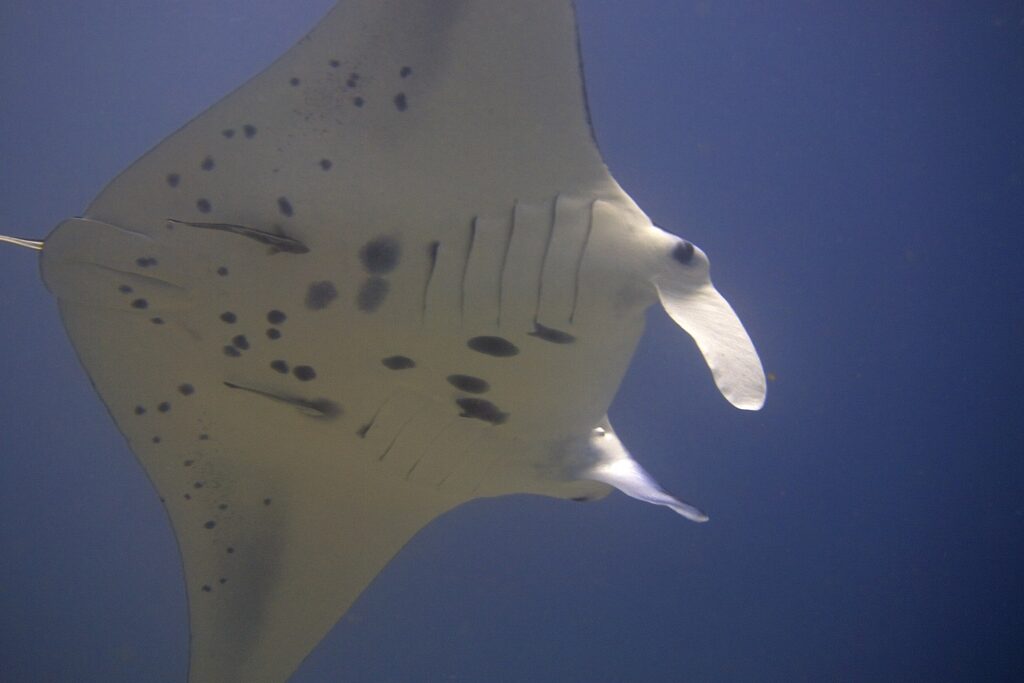 Le ventre blanc tacheté de noir d'une raie manta de récif vue de dessous, deux rémoras collés, les lobes céphaliques déroulés, sur fond bleu nuit