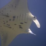 Le ventre blanc tacheté de noir d'une raie manta de récif vue de dessous, deux rémoras collés, les lobes céphaliques déroulés, sur fond bleu nuit