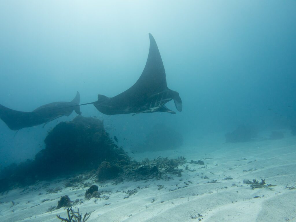 Deux raies manta de récif passent au-dessus d'un bloc corallien et d'un fond de sable, une aile dressée vers la surface, dans une eau laiteuse