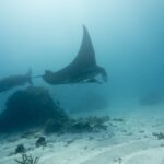 Deux raies manta de récif passent au-dessus d'un bloc corallien et d'un fond de sable, une aile dressée vers la surface, dans une eau laiteuse