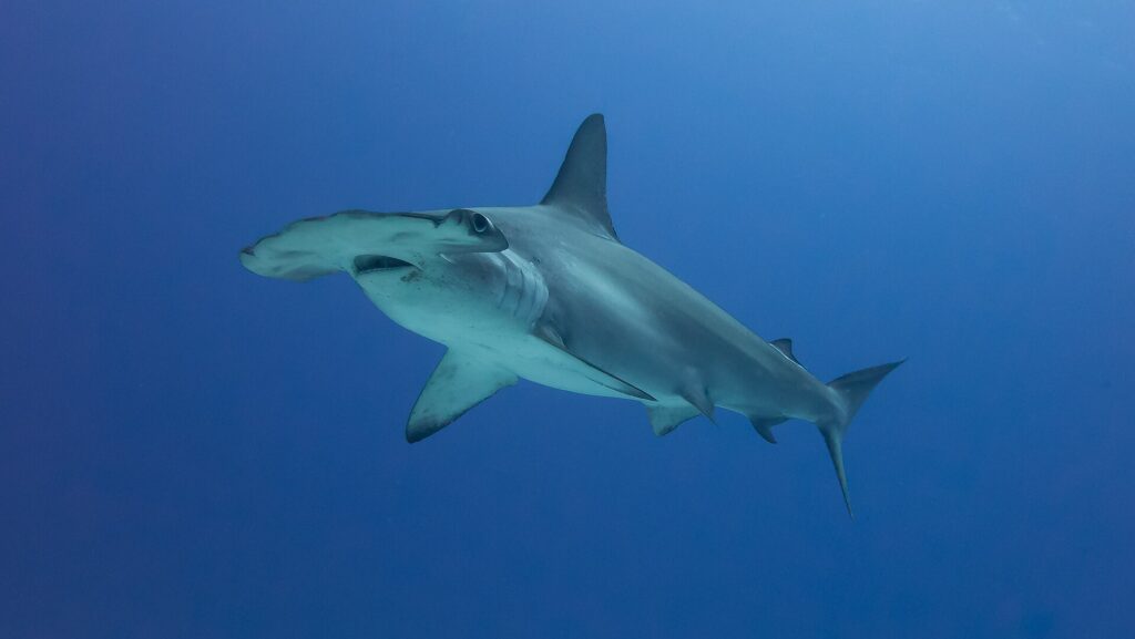 Un requin-marteau halicorne de trois quarts dans une eau bleu profond, sans fond visible