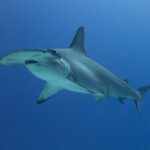 Un requin-marteau halicorne de trois quarts dans une eau bleu profond, sans fond visible