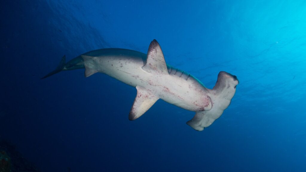 Un requin-marteau halicorne vu d'en dessous nage vers la droite, le ventre blanc marqué de taches rougeâtres et les fentes branchiales visibles, dans un bleu profond éclairé par la surface en haut à droite.