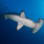 Un requin-marteau halicorne vu d'en dessous nage vers la droite, le ventre blanc marqué de taches rougeâtres et les fentes branchiales visibles, dans un bleu profond éclairé par la surface en haut à droite.