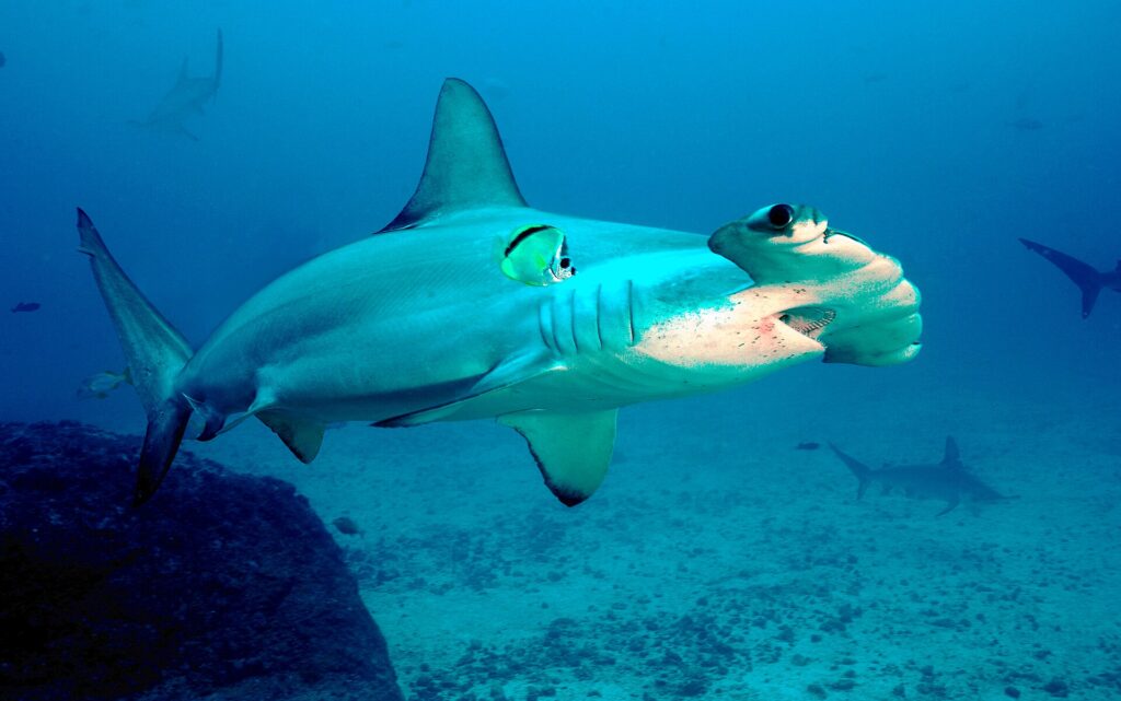 Un requin-marteau halicorne passe au-dessus d'un fond de sable et de roche, un barbier jaune et noir collé à son flanc, deux autres marteaux derrière
