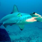Un requin-marteau halicorne passe au-dessus d'un fond de sable et de roche, un barbier jaune et noir collé à son flanc, deux autres marteaux derrière