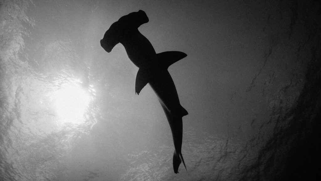 Photo en noir et blanc d'un requin-marteau vu d'en dessous, sa silhouette sombre découpée sur la surface éclairée par le soleil à gauche, la tête en marteau en haut de l'image.