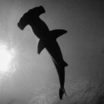 Photo en noir et blanc d'un requin-marteau vu d'en dessous, sa silhouette sombre découpée sur la surface éclairée par le soleil à gauche, la tête en marteau en haut de l'image.