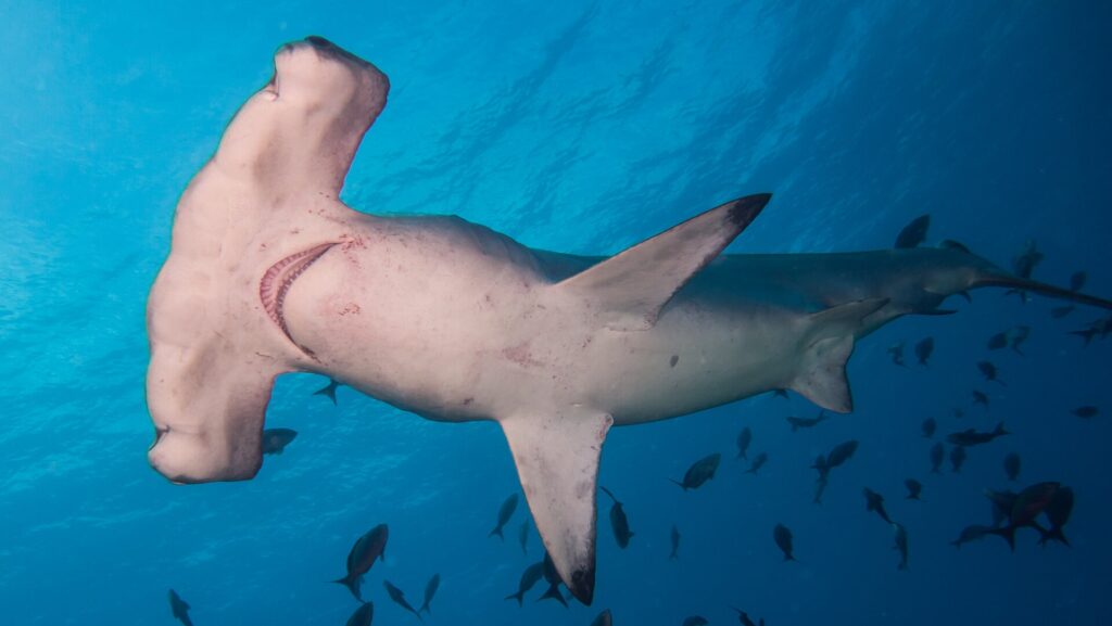 Un requin-marteau halicorne vu d'en dessous, le ventre blanc et les fentes branchiales visibles, entouré de petits poissons dans une eau bleue