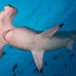 Un requin-marteau halicorne vu d'en dessous, le ventre blanc et les fentes branchiales visibles, entouré de petits poissons dans une eau bleue