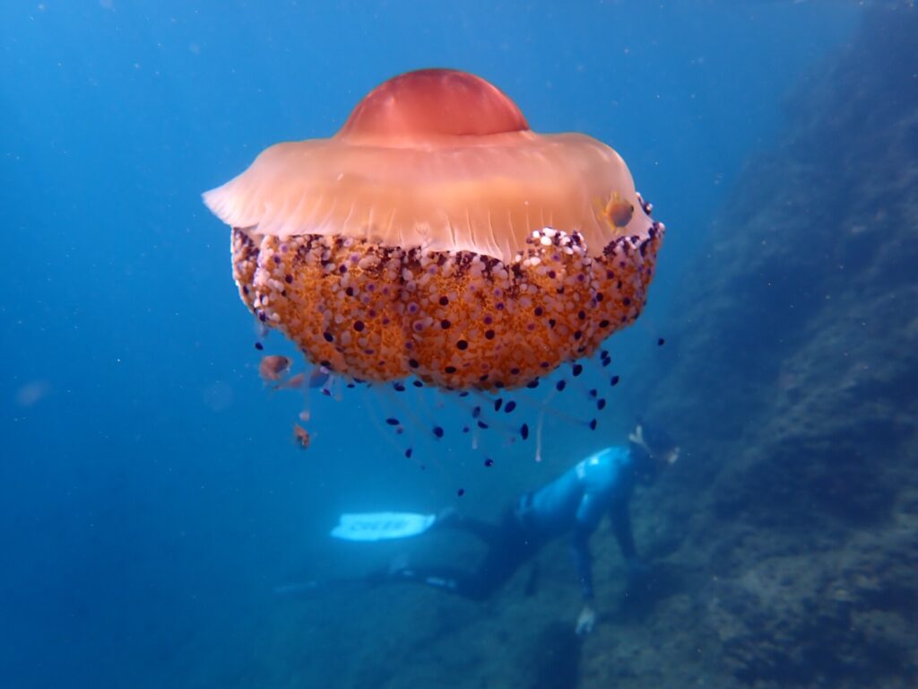 Une grande méduse œuf au plat, dôme orangé et bras courts constellés de boutons violets, dérive en pleine eau bleue avec de petits poissons abrités sous elle, pendant qu'un apnéiste palme le long d'une pente rocheuse en arrière-plan.