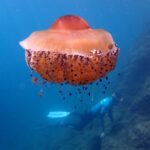 Une grande méduse œuf au plat, dôme orangé et bras courts constellés de boutons violets, dérive en pleine eau bleue avec de petits poissons abrités sous elle, pendant qu'un apnéiste palme le long d'une pente rocheuse en arrière-plan.