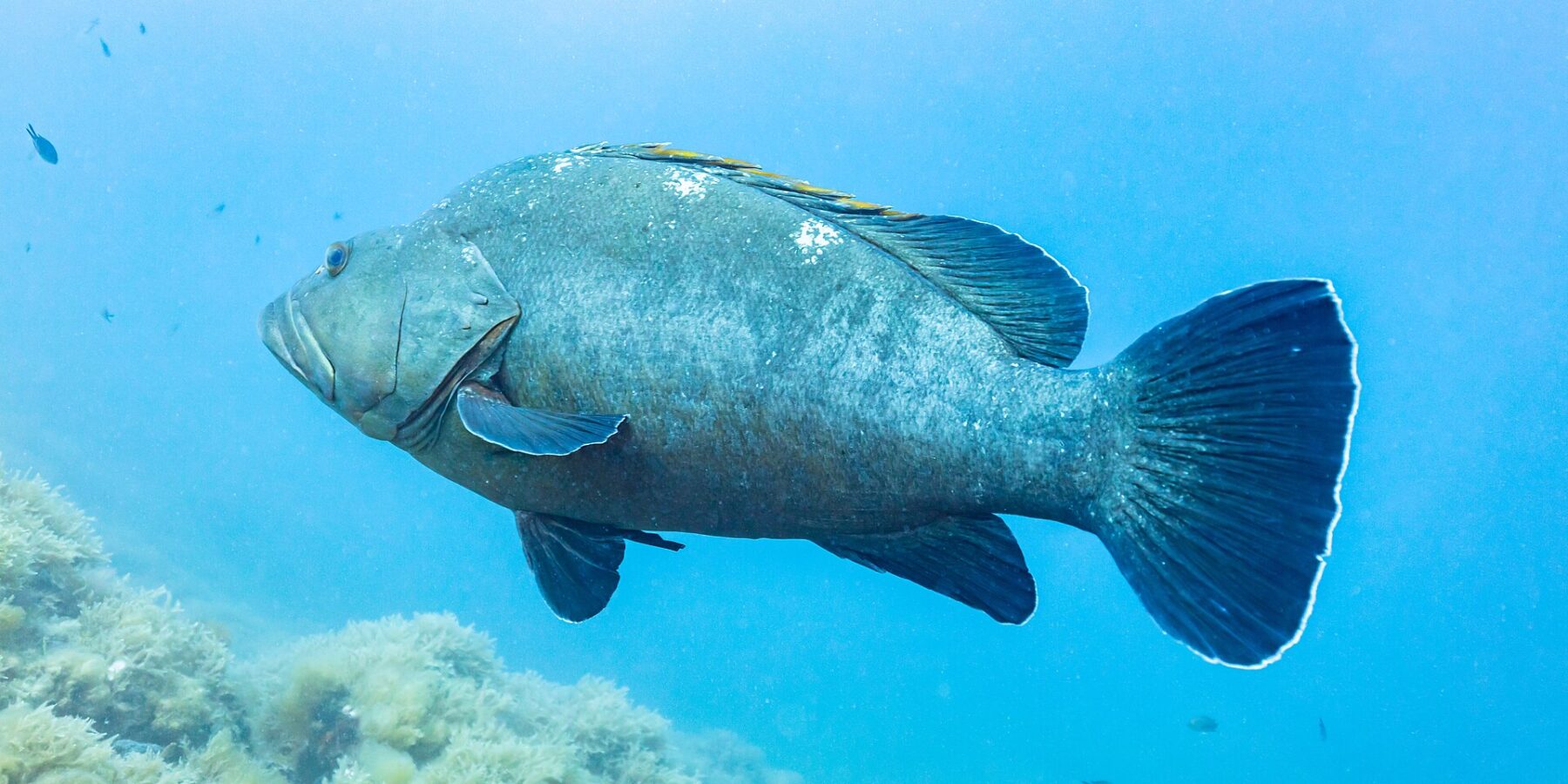Un gros mérou brun vu de profil nage vers la gauche en pleine eau bleue, corps massif gris-vert aux lèvres épaisses et nageoires sombres liserées de blanc, au-dessus d'un fond rocheux couvert d'algues.