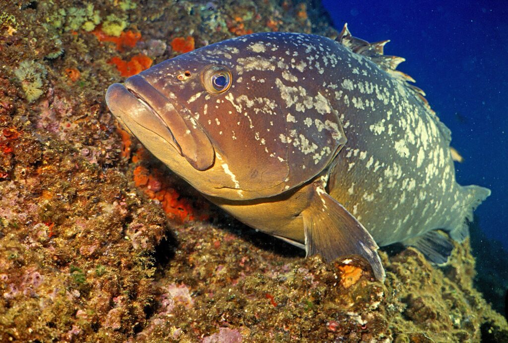 Un gros mérou brun posé contre un tombant couvert d'éponges orange, la tête vers la gauche : robe brune marbrée de grandes taches claires irrégulières, tête massive aux lèvres épaisses, mâchoire inférieure proéminente, gros œil et large nageoire pectorale.