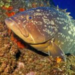 Un gros mérou brun posé contre un tombant couvert d'éponges orange, la tête vers la gauche : robe brune marbrée de grandes taches claires irrégulières, tête massive aux lèvres épaisses, mâchoire inférieure proéminente, gros œil et large nageoire pectorale.