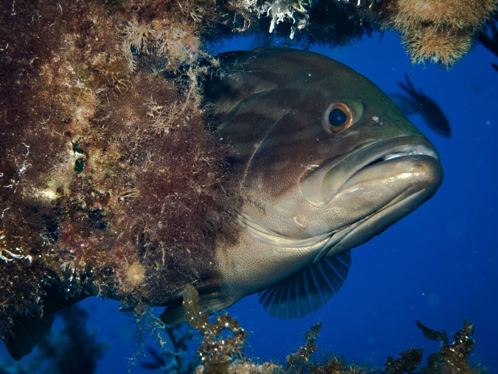 Gros plan sur un mérou brun qui sort la tête d'un surplomb couvert d'algues, en eau bleue : tête massive brun sombre aux marbrures plus foncées, gros œil saillant, lèvres épaisses et grande bouche entrouverte à la mâchoire inférieure proéminente, gorge plus claire.