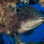 Gros plan sur un mérou brun qui sort la tête d'un surplomb couvert d'algues, en eau bleue : tête massive brun sombre aux marbrures plus foncées, gros œil saillant, lèvres épaisses et grande bouche entrouverte à la mâchoire inférieure proéminente, gorge plus claire.