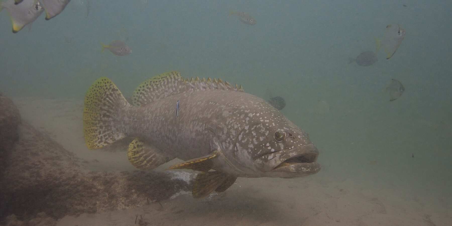 Un mérou lancéolé gris aux grosses lèvres nage au-dessus du sable dans une eau trouble, la tête semée de points clairs, les nageoires jaunes tachetées de noir et un labre nettoyeur collé au flanc