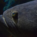Gros plan sur la tête gris sombre d'un mérou lancéolé, criblée de petits points noirs, avec un petit œil cerclé de jaune et des lèvres épaisses