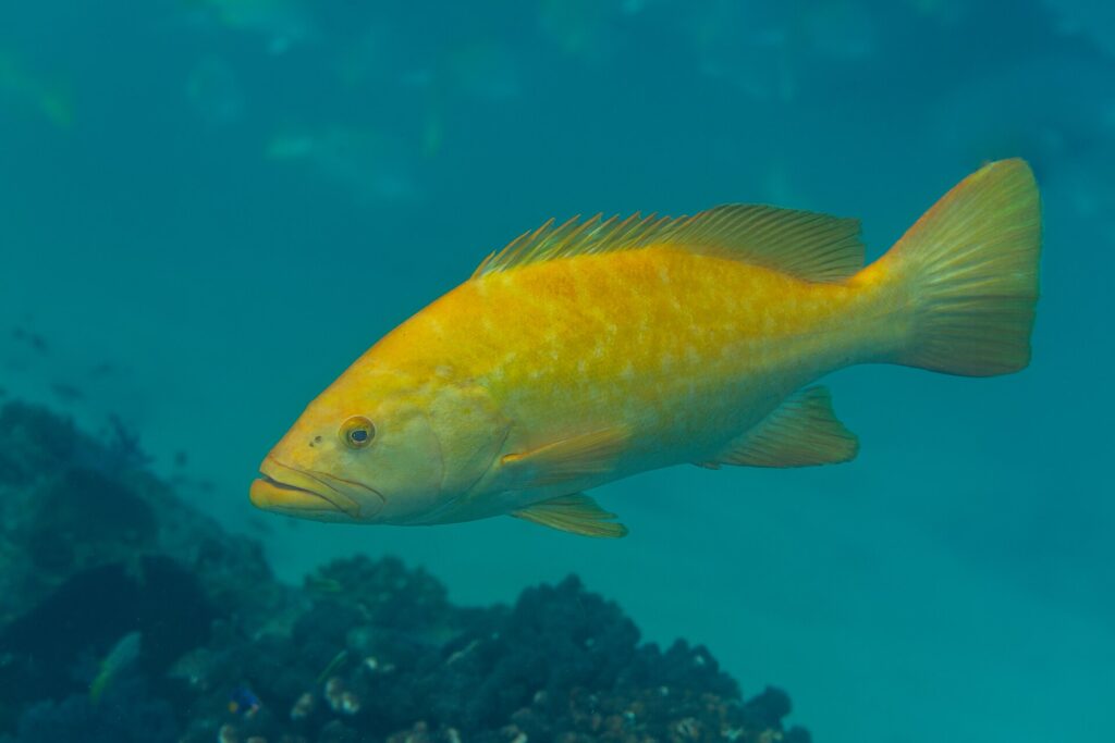 Un mérou léopard orange vif de profil, les nageoires déployées, au-dessus d'un fond de corail brun dans une eau bleu vert