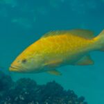 Un mérou léopard orange vif de profil, les nageoires déployées, au-dessus d'un fond de corail brun dans une eau bleu vert